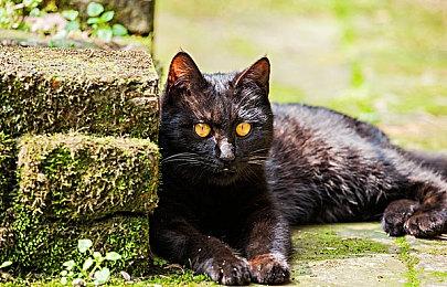 《金垦小镇》确定登陆任天堂Switch并开启预售 